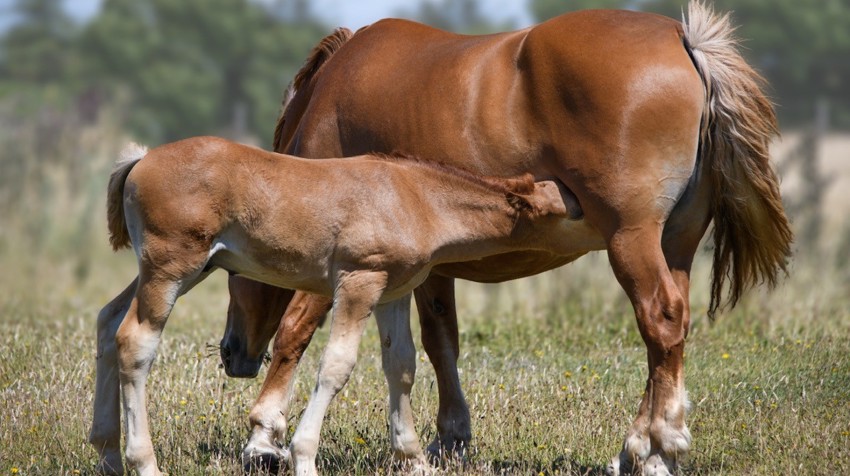 Suffolk Punch Trust