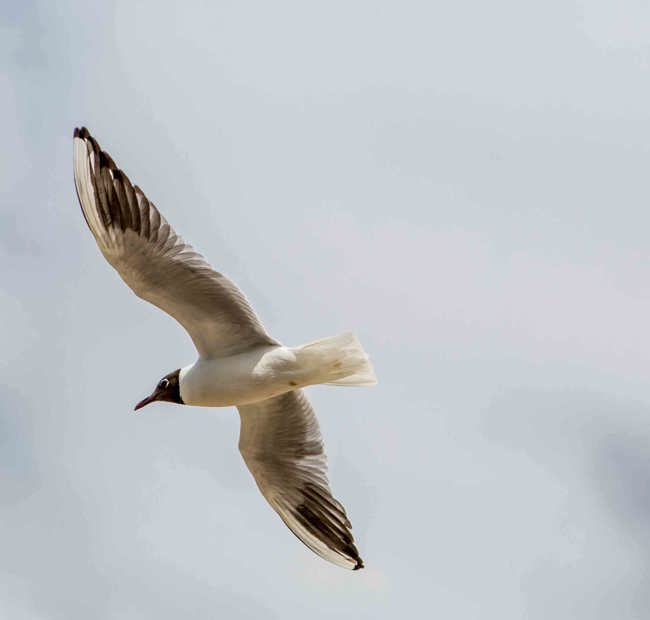 Sustainable tourism - The Crown at Woodbridge